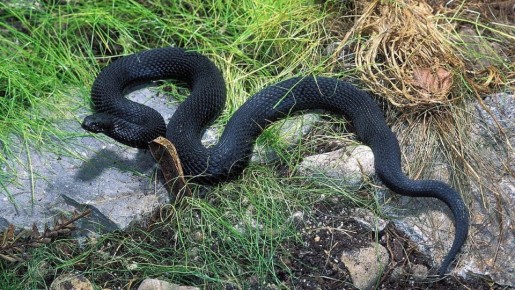 ��� �������� ������ ������� �� ����: ������� � ����������� ������