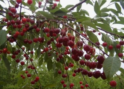 ������ �����: ��� �������, � ��� ��������?