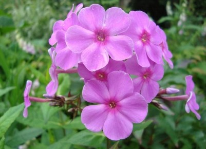 ��� ������� ���������� ������: ������� ������������ ��� ���������� � ������� ���������