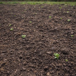 ������� �������� ����� �� ���������: ��� ����� �����