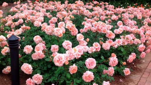 ��� ��������� ���������� ���� � ���� ��� �������� ��������