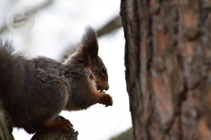 ������ ������. ��������� ��������� ����� ����� ������ � �������