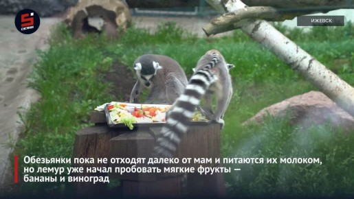 С начала 2026 года в зоопарке Удмуртии родились три обезьянки, альпака и семь козлят
