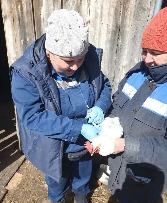В Удмуртии с апреля проводится массовая вакцинация домашней птицы от птичьего гриппа в личных подсобных хозяйствах