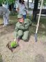 Сотрудники следственного управления высадили белые гортензии на аллее памяти