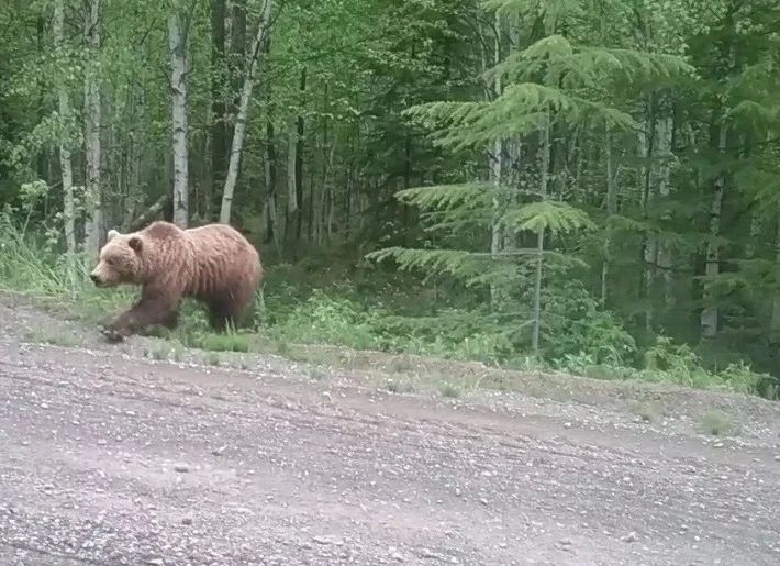 В Дебесском районе Удмуртии к дороге вышел медведь