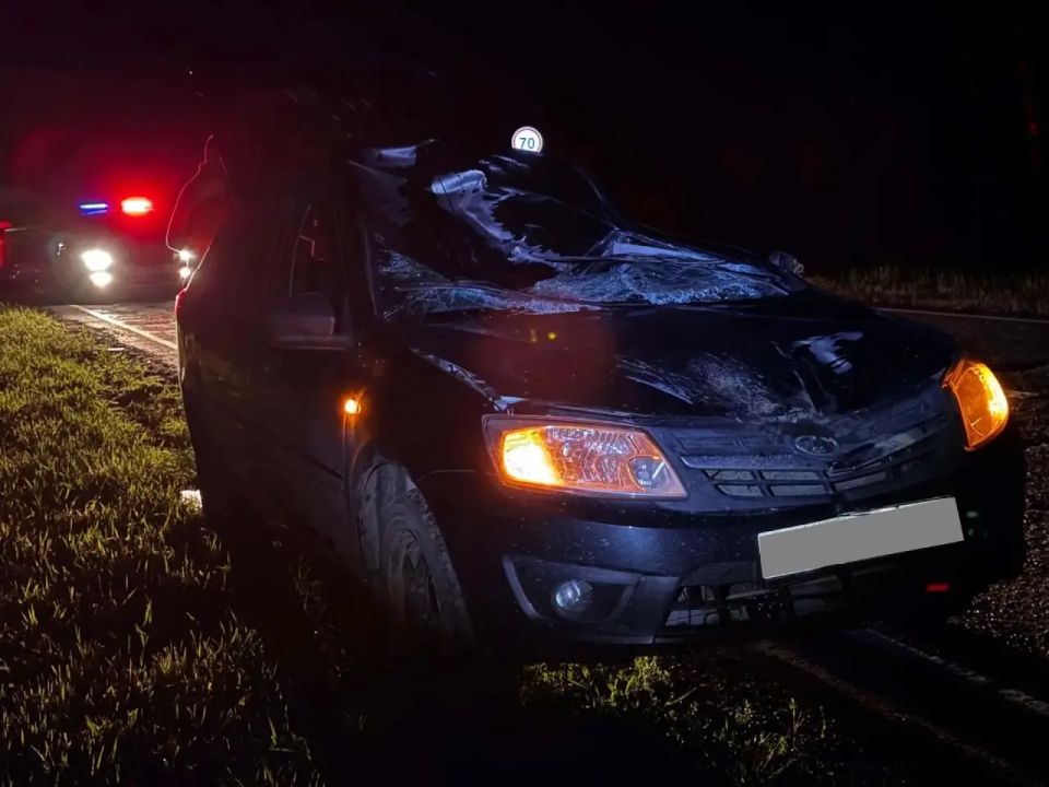 На дороге «Ижевск-Ува» в Увинском районе вечером 5 июня произошло ДТП с лосем