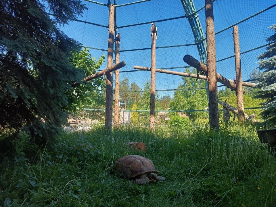 Огромных черепах зоопарка Удмуртии временно подселили к орланам Огромных черепах зоопарка Удмуртии временно подселили к орланам