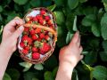 Как защитить клубнику от палящего солнца: основные методы