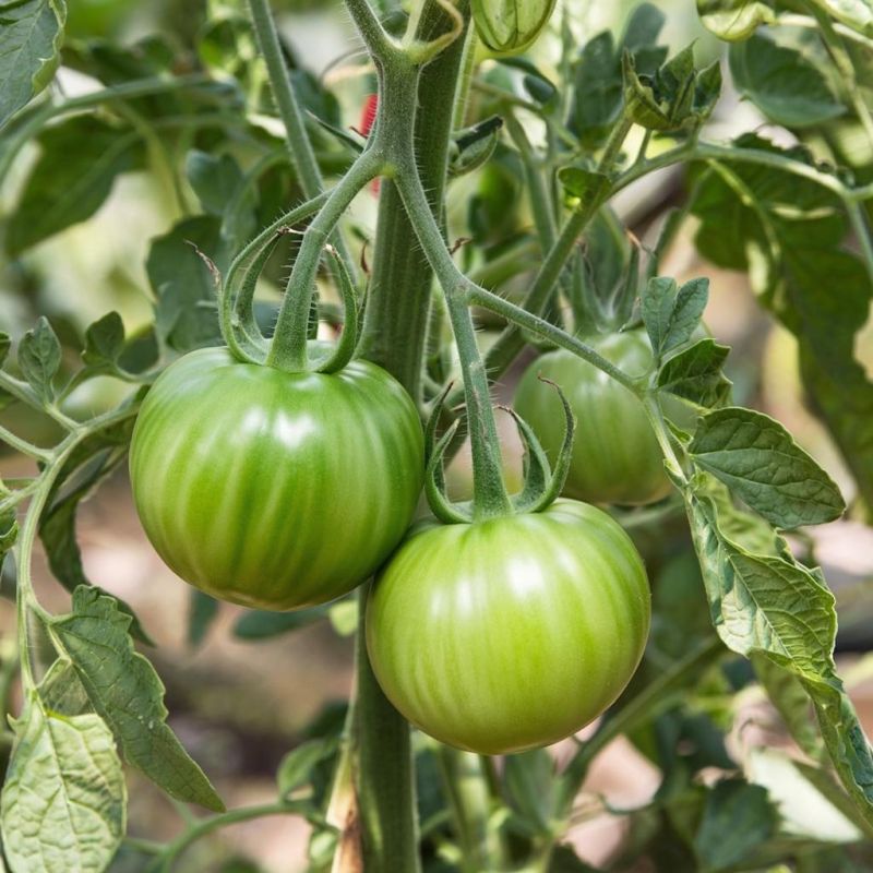 Как преобразить зеленые помидоры: советы и рецепты для вкусных заготовок