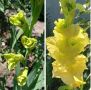 ��������������� ��������� 'Green Star' ������ ��������������� ���������