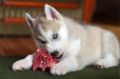 Нужна ли кошкам и собакам сырая говядина и другие мясные части