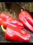Перец Супер-Слон: гиганты среди сладких сортов с невероятным вкусом