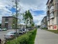Проведали ясени на ул. Ленина в Ижевске. У них всё хорошо