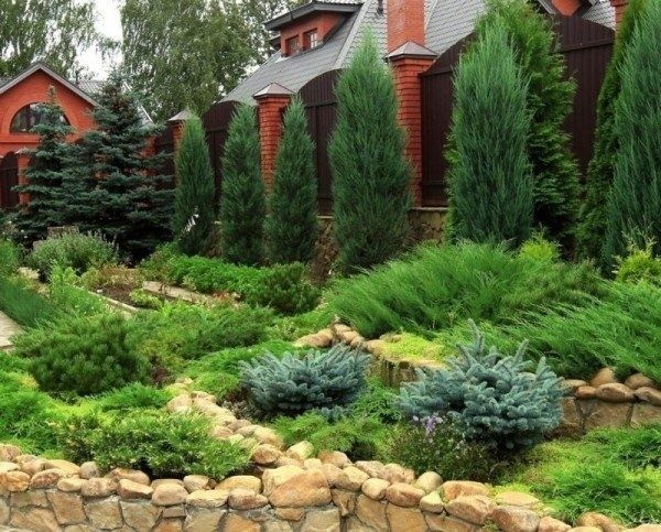 Эффективные способы защиты хвойных растений от вредителей