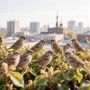 Во всероссийской переписи воробьёв (0+) приглашают принять участие жителей Удмуртии