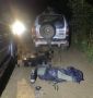 В Удмуртии браконьеры сделали сиротами двух медвежат