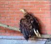 Краснокнижный самец орлана-белохвоста с раненным крылом обрёл новый дом в Зоопарке Удмуртии, сообщает Западно-Уральское межрегиональное управление Росприроднадзора