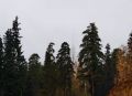 До +3 градусов похолодает на неделе в Удмуртии