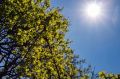До +21°С потеплеет в Удмуртии на предстоящих выходных