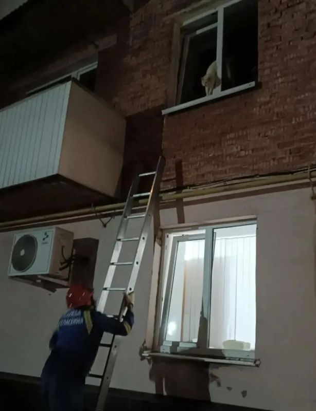 В Воткинске спасли котенка, который застрял в окне