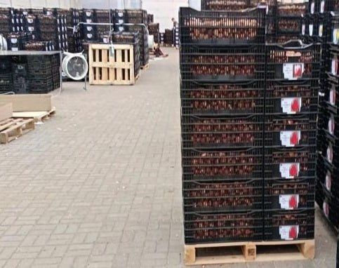 В Удмуртию из Германии завезли 1,82 млн луковиц тюльпанов, сообщила пресс-служба Управления Россельхознадзора по Кировской области, Удмуртской Республике и Пермскому краю