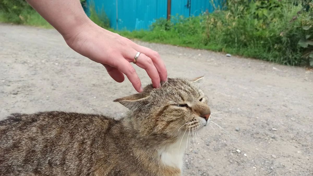 589 бездомных собак и кошек отловили с начала года в Удмуртии