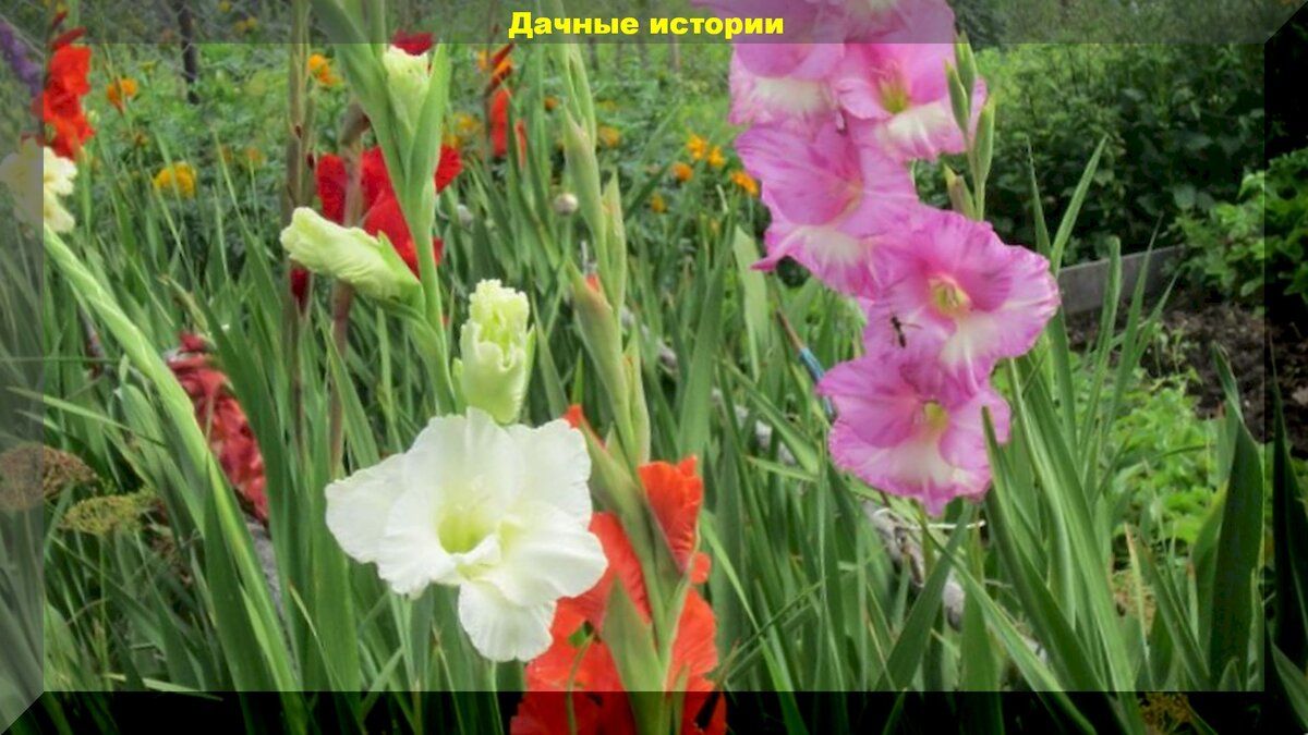Как правильно выкопать и сохранить гладиолусы: советы для садоводов